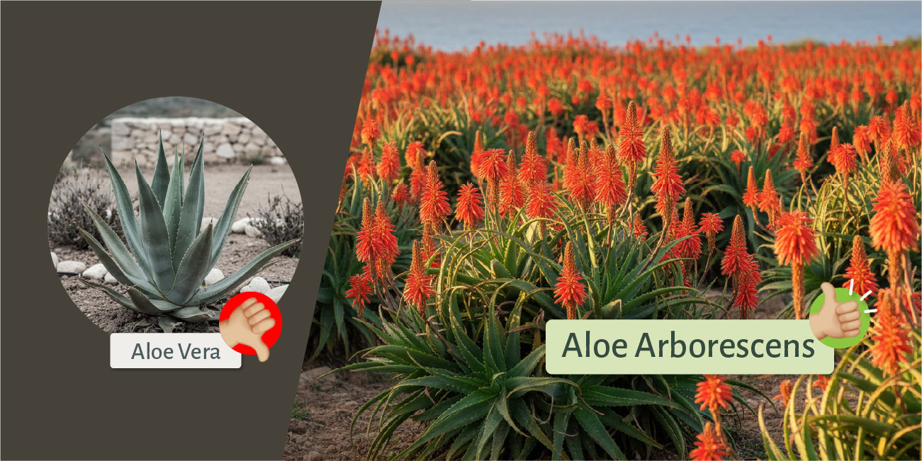 Aloe vera is good, but aloe arborescens is better!