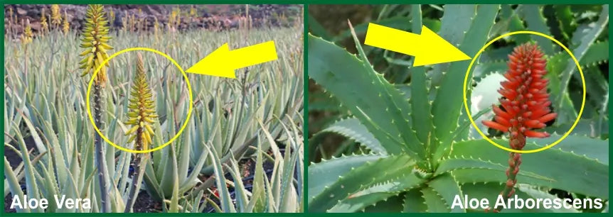 L’aloe vera è buona, ma l’aloe arborescens è migliore!