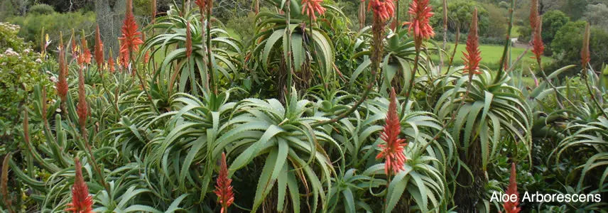 Aloe Arborescens Piante