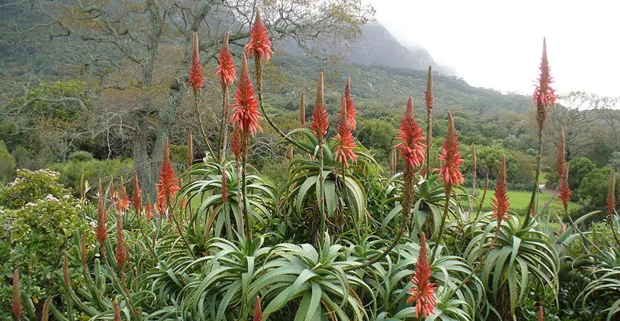 Proprietà e benefici della pianta di Aloe