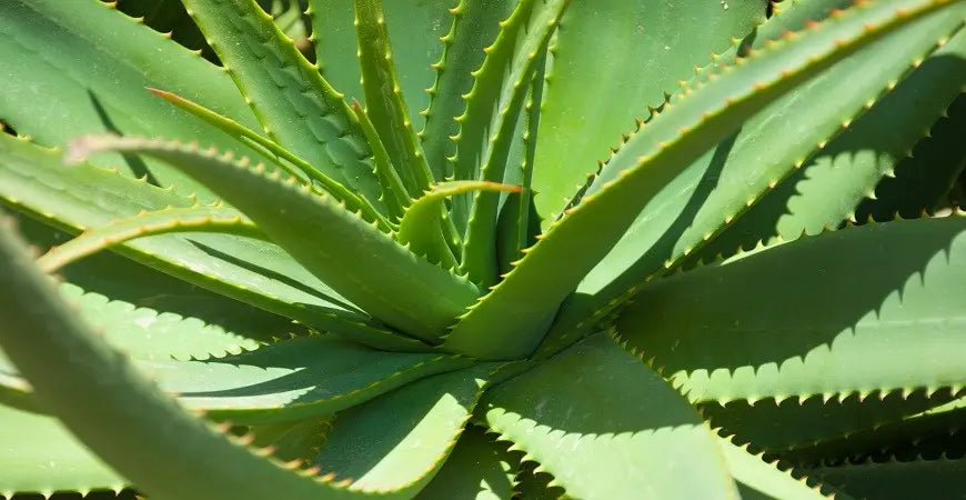 Aloe: ecco perchè viene definita la guaritrice silenziosa