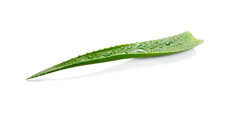 Come assumere aloe senza conservanti, senza miele, senza distillato