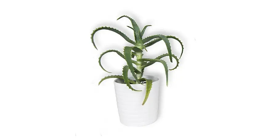 Come prenderti cura della tua pianta di aloe arborescens