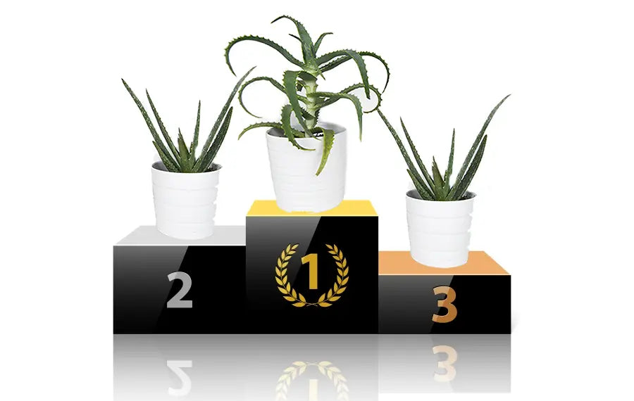 Qual è la migliore aloe in assoluto e come sceglierla