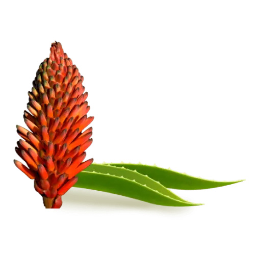 Aloe Arborescens - Cosmetici