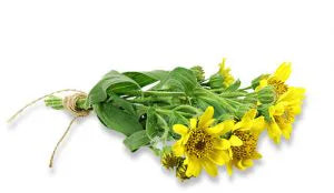 Arnica