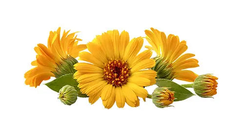Calendula