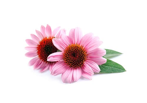 Echinacea
