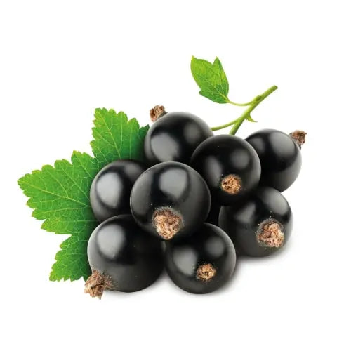 Ribes Nero